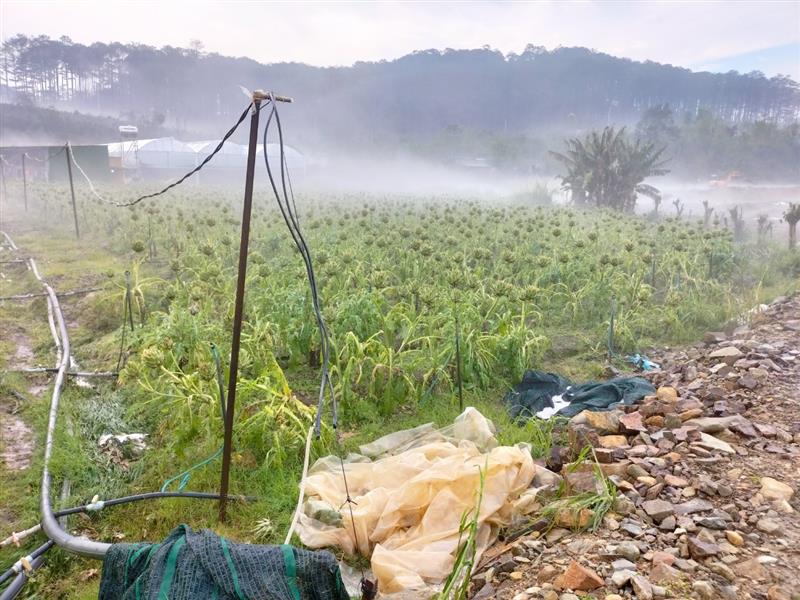 Mưa đá gây thiệt hại rau màu của người dân hồi đầu mùa mưa.
