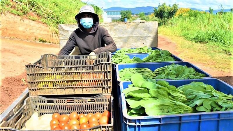 Trang trại Thiên Sinh ở xã Ka Đơn, huyện Đơn Dương thu gom mỗi ngày 500 kg phụ phẩm cây trồng làm thức ăn chăn nuôi bò thịt cao sản, mỗi tháng 50 m3 phân chuồng để chế biến 70% khối lượng phân bón hữu cơ phục vụ canh tác gần 15 ha rau, củ, quả, cỏ…