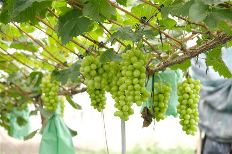 Sau hơn 1 năm rưỡi trồng và chăm sóc, những gốc nho mẫu đơn xanh đã bắt đầu cho những chùm quả đầu tiên