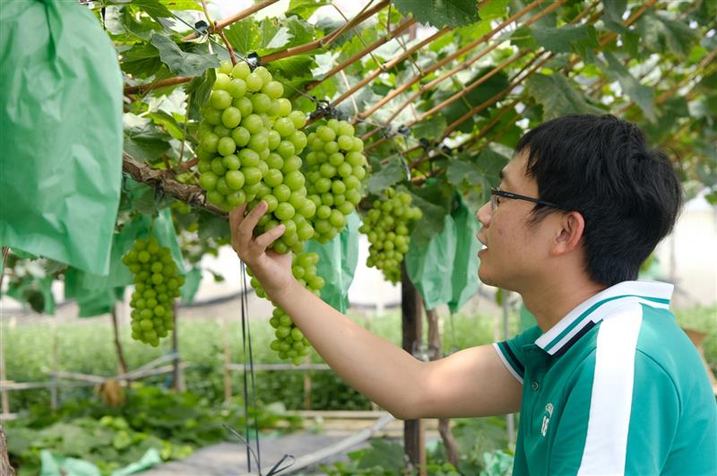 Sau khi tìm hiểu về kỹ thuật trồng và chăm sóc, anh Thiều đã trồng thử nghiệm một số giống nho và hiện giống nho mẫu đơn đã cho thu hoạch