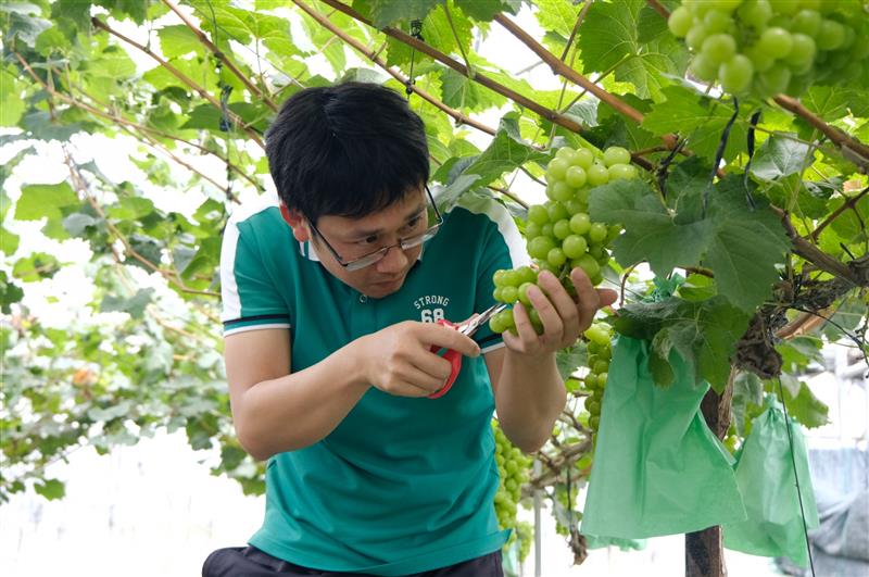 Sau nhiều lần tìm hiểu, điều chỉnh kỹ thuật canh tác, những gốc nho mẫu đơn xanh đã ra quả với chất lượng ngoài mong đợi