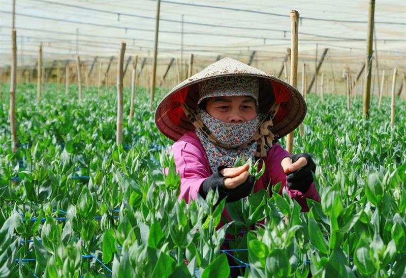Nhiều diện tích trồng hoa trong nhà kính được người nông dân thôn Nghĩa Hiệp 2 chuyển đổi
