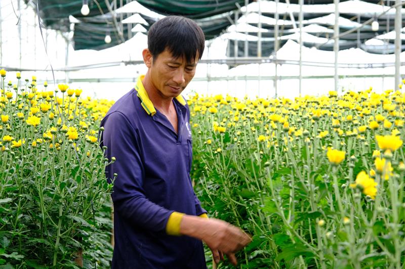 Anh Nguyễn Văn Phần có thu nhập ổn định nhờ trồng hoa cúc trong nhà kính