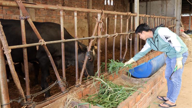 Hiện, Lanh đang bước đầu thử nghiệm nuôi bò BBB theo phương pháp mới tại trang trại của gia đình