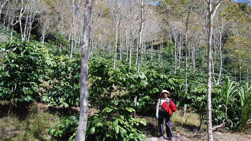 Chủ nhân Ngô Huyền Trang trong nông trại cà phê dưới tán rừng, phân bổ độ cao 1.200 - 1.500 m so mặt biển