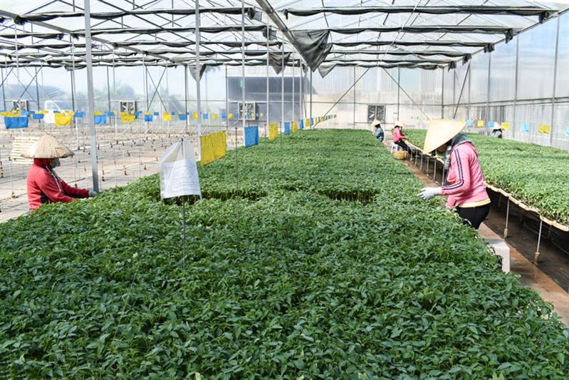 Công ty TNHH Sản xuất và Thương mại Dịch vụ Thiên Sinh Farm, một trong những doanh nghiệp đầu tư hiệu quả phát triển nông nghiệp công nghệ cao ở huyện Đơn Dương